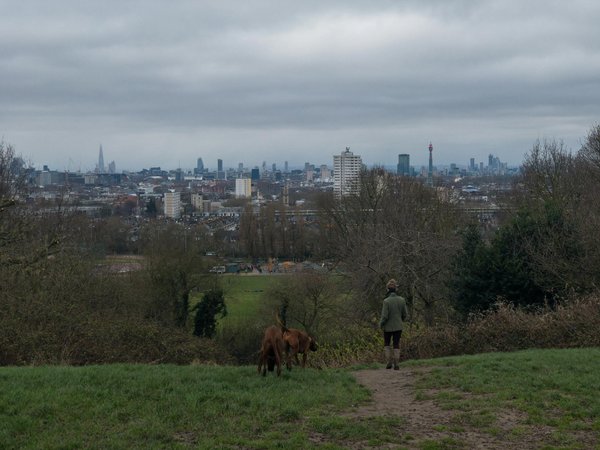Top conseils pour sélectionner la mutuelle idéale pour votre chien
