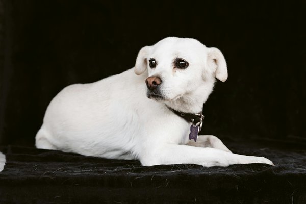 La santé des tortues marines : maladies et soins