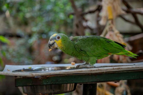 Quels sont les prédateurs naturels des crocodiles?