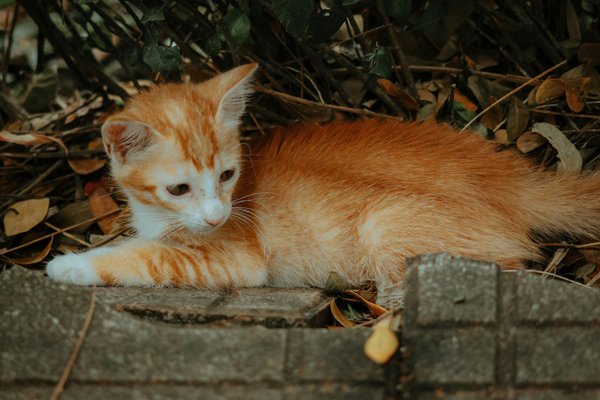 Traceur gps animal : la solution pour ne plus perdre votre animal