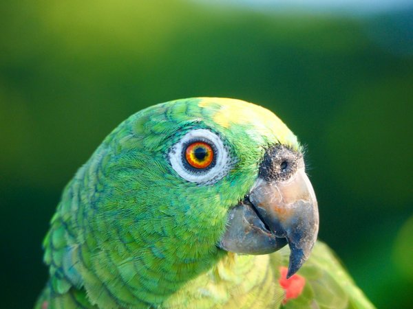 Top systèmes de suivi gps pour garder votre animal en sécurité