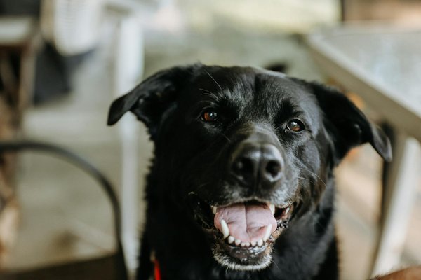 Le rôle du crocodile dans la mythologie égyptienne