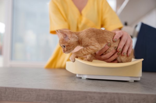 Guide d'achat des meilleures chatières électroniques pour chats